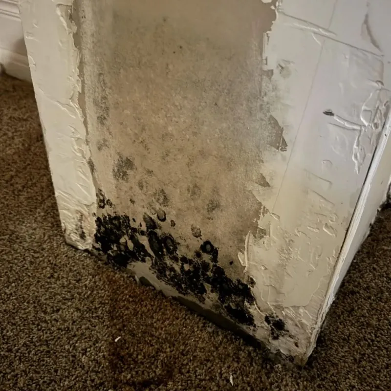 Professional Mold Removal in Hanover, NH